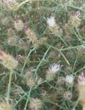 Centaurea intricata